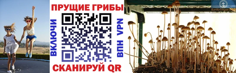 закладки  Людиново  Псилоцибиновые грибы Cubensis 